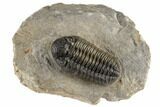 Adrisiops Weugi Trilobite - Excellent Specimen #195779-3